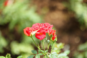 Beautiful red roses flower in the garden