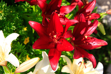 Flowering lily in the garden in the summer.Natural blurred background.
