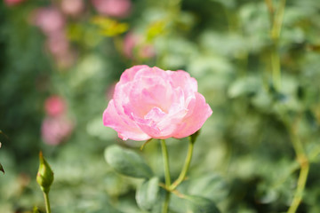Beautiful pink roses flower in the garden