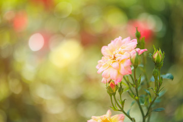 Fototapeta na wymiar Beautiful pink roses flower in the garden