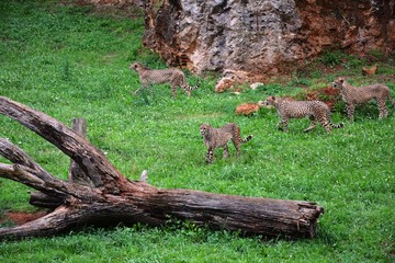 cheetahs hunting in the field
