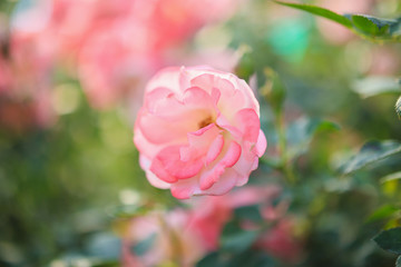 Beautiful pink roses flower in the garden