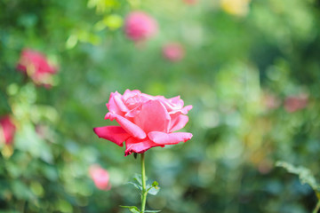 Beautiful pink roses flower in the garden