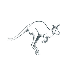 Kangaroo doodle drawing sketch illustration art line wildlife nature Australia animal zoo hop cute fauna tourism travel jump cartoon