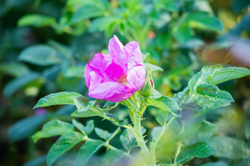 Beautiful wild roses flower in the garden