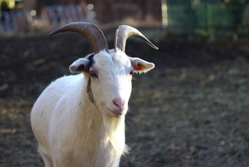 beige colored patterned goat curiously looks at the viewers, yellow ear tag