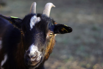 Black and white patterned goat looks at curiosity, yellow ear tag