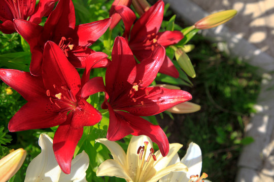 Flowering lily in the garden in the summer.Natural blurred background.