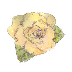 Fragrant delicate orange rose, fully blossomed. Watercolor hand drawn illustration