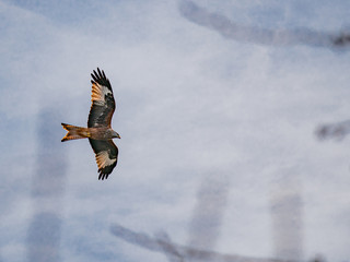 milan in flight
