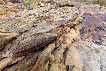 Trilobite Fossil. Karoo, Western Cape, South Africa