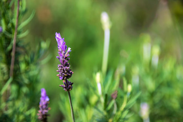Lavender flower close up on a green blurred background