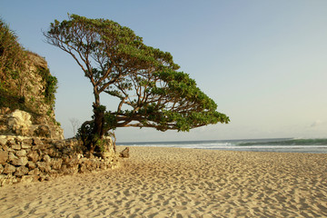 Most famous spot a single Duras Tree on stonewall in Pok Tunggal Beach, Gunungkidul, Yogyakarta, Indonesia.