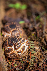 Sarcodon imbricatus mushroom close up on the surface of the earth