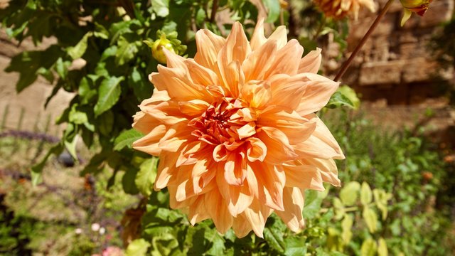 Blume