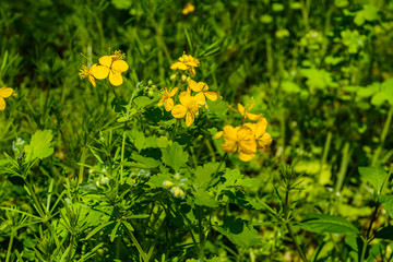 Greater celandine (chelidonium majus) blossoming in a forest