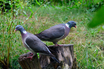 Ringeltauben während der Balz