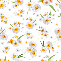 Spring chamomile flowers on a white background