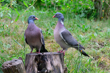 Ringeltauben während der Balz