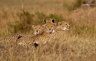 Cheetah family at Masai Mara