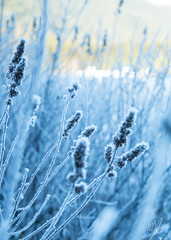branch of a tree in winter