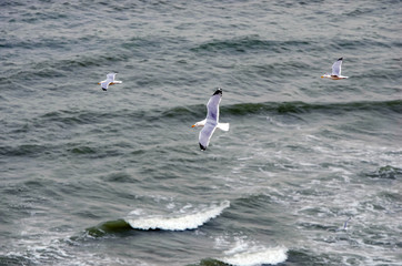 seagulls flying over the waves