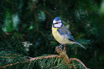 Blaumeise bei der Futtersuche	