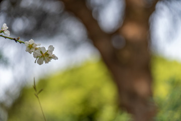 Flor blanca del cerezo con el fondo desenfocado