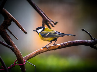 Birdlife