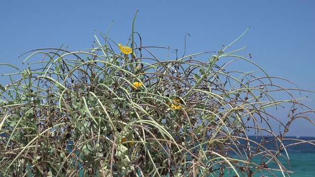 4K Desert Flowers on Sandy Beach, Arid Plants on Seashore, Coastline View