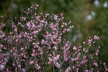 Pink plum blossom, Japanese apricot, Ume