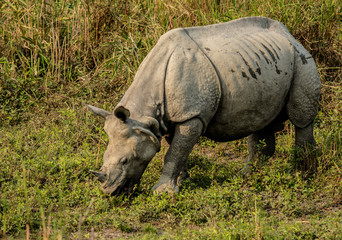 Obraz premium Rhinoceros