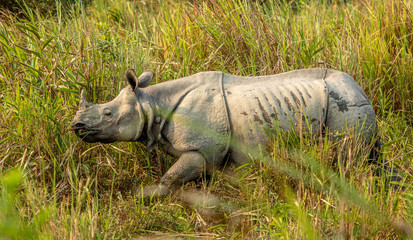 Fototapeta premium Rhinoceros