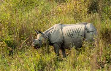 Fototapeta premium Rhinoceros