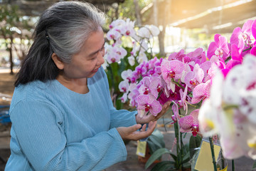 Retired senior woman enjoying with her blooming orchids in the garden.Happy early retired.