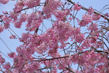 Weeping cherry blossom, in full bloom, Sakura