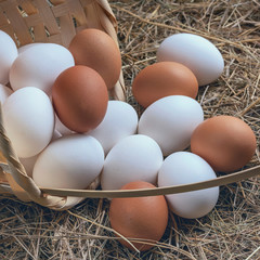 a lot of fresh chicken eggs in a straw basket on a background of hay. Healthy eating concept