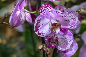 beautiful tropical dendrobium orchid flower closeup on a blurred background