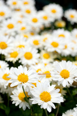 Close up shot of a white daisy flower