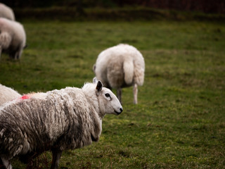 Obraz na płótnie Canvas Scotish Sheep