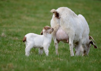 Fototapeta premium goats on a meadow