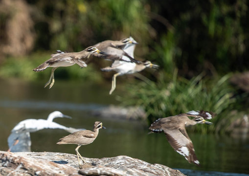 Thicknee in flight