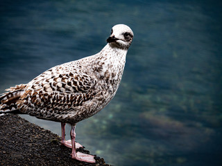  Gull