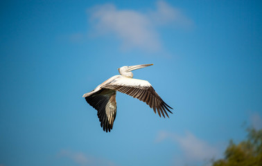 Pelican in flight