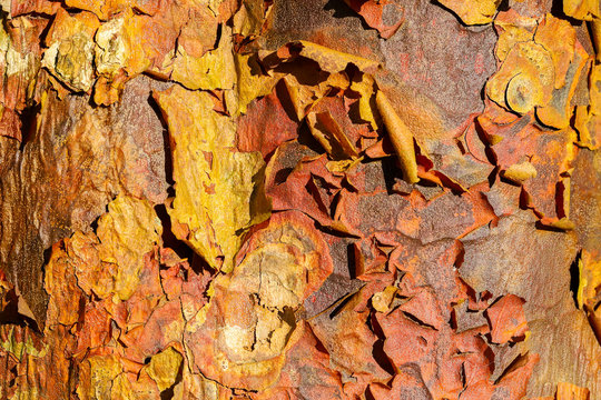 Close Up Detail Of Peeling Bark Of An Acer Griseum Or Paperback Maple Tree Trunk