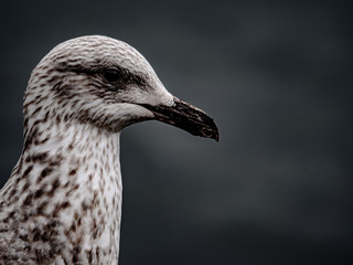  Gull