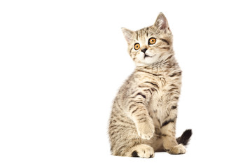 Funny little kitten Scottish Straight sitting isolated on white background