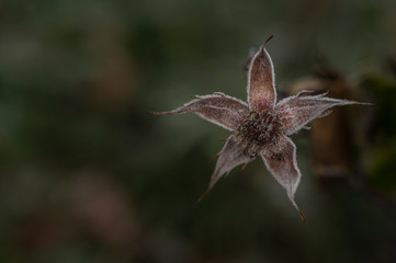 Deborah Erne Goldziitfotografie