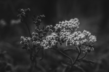 Deborah Erne Goldziitfotografie