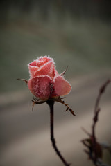 Fototapeta premium Deborah Erne Goldziitfotografie